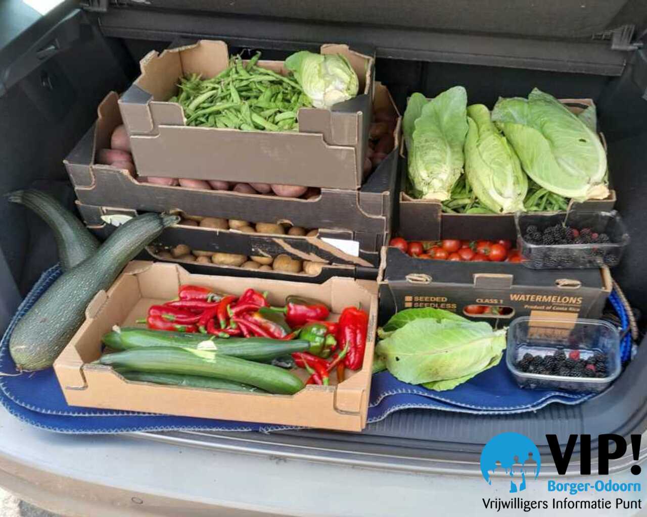Vrijwilligers van de biologische moestuin in Borger oogsten voor de Voedselbank!